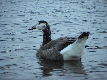 goose1