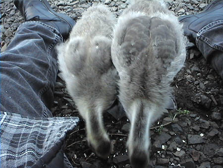 goose2