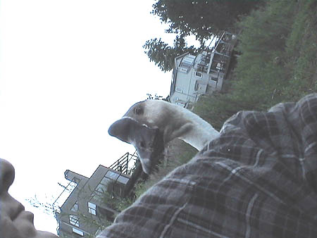 goose3