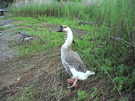 goose4